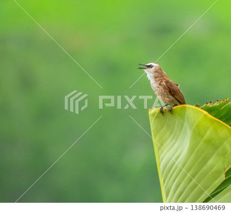 Yellow-vented Bulbul, Pycnonotus goiavier, on a palm tree leaf, Phuket, Thailand 138690469