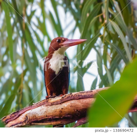 White-throated or White-breasted kingfisher bird, Halcyon smyrnensis, on a branch, Phuket, Thailand White-throated or White-breasted kingfisher bird, Halcyon smyrnensis, on a branch, Phuket, Thailand 138690472
