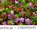 コメツツジの花 138690495