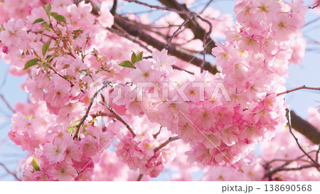 Close-up of blooming cherry blossom branches with soft pink sakura flowers. Bright spring sunlight and clear blue sky create a delicate, fresh and dreamy floral background. 138690568
