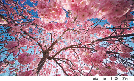 Blooming cherry blossom tree from low angle view. Pink sakura flowers against clear blue sky with sunlight. Vibrant spring nature scene with fresh colors and soft atmosphere. 138690569