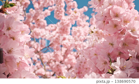 Close-up of blooming cherry blossom branches with soft pink sakura flowers. Bright spring sunlight and clear blue sky create a delicate, fresh and dreamy floral background. 138690570