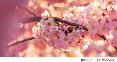 Close-up of blooming cherry blossom branches with soft pink sakura flowers. Bright spring sunlight and clear blue sky create a delicate, fresh and dreamy floral background. 138690585