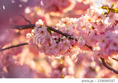 Close-up of blooming cherry blossom branches with soft pink sakura flowers. Bright spring sunlight and clear blue sky create a delicate, fresh and dreamy floral background. 138690587