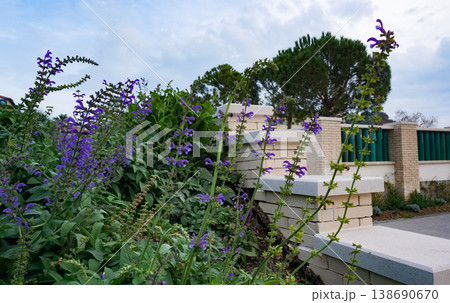 Lilac flower bed with Sage, Salvia nemarosa,Salvia officinalis Lilac flower bed with Sage, Salvia nemarosa,Salvia officinalis 138690670
