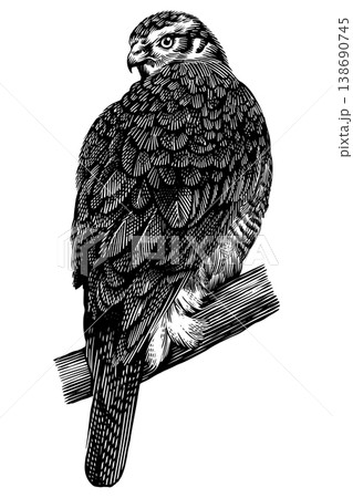 Realistic goshawk bird illustration drawing in traditional hand drawn style. Woodcut or engraving Realistic goshawk bird illustration drawing in traditional hand drawn style. Woodcut or engraving 138690745