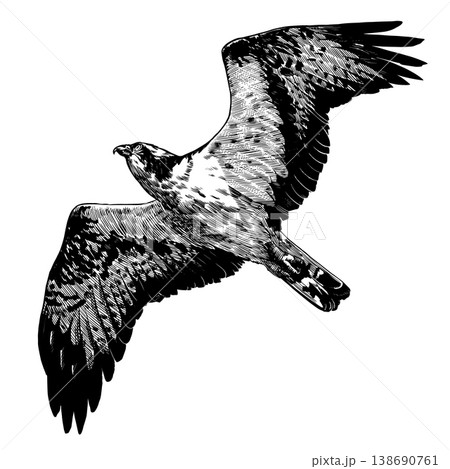 Realistic osprey or fish hawk bird illustration drawing in traditional hand drawn style. Woodcut or Realistic osprey or fish hawk bird illustration drawing in traditional hand drawn style. Woodcut or 138690761