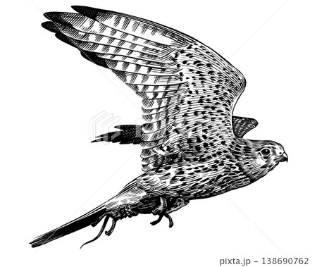 Realistic kestrel falcon bird illustration drawing in traditional hand drawn style. Woodcut or Realistic kestrel falcon bird illustration drawing in traditional hand drawn style. Woodcut or 138690762