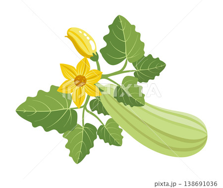 Fresh Light Green Zucchini with Flowers and Leaves. Food illustration. Fresh Light Green Zucchini with Flowers and Leaves. Food illustration. 138691036