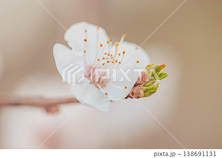 Apricot tree blooms with white flower on blurred background. Apricot tree blooms with white flower on blurred background. 138691131