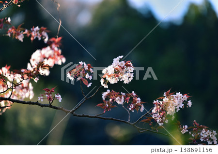 山桜と若葉 山桜と若葉 138691156