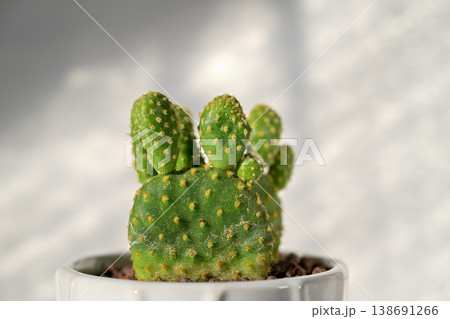 サボテン　キンエボシ 138691266