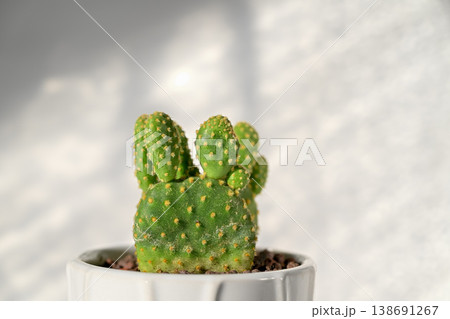 サボテン　キンエボシ 138691267