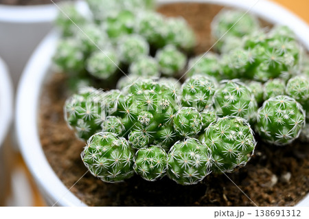 サボテン　銀手毬 138691312