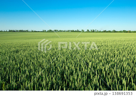green field and blue sky green field and blue sky 138691353