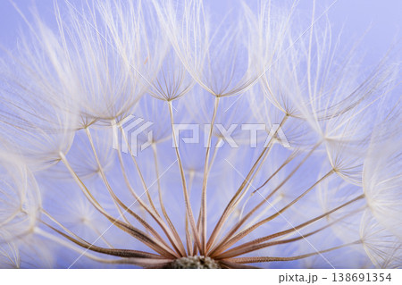 dandelion seeds close up blowing in blue background dandelion seeds close up blowing in blue background 138691354