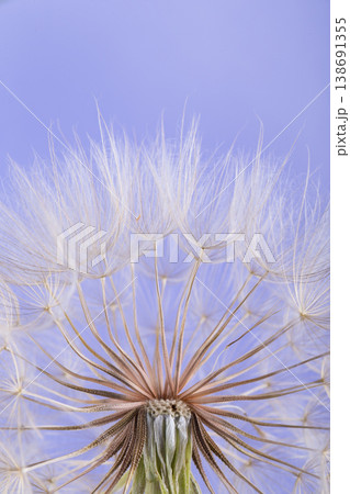 dandelion seeds close up blowing in blue background dandelion seeds close up blowing in blue background 138691355