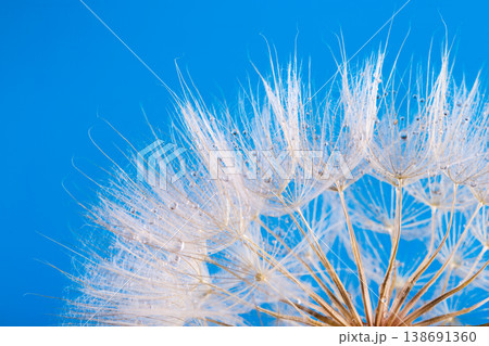 dandelion seeds close up blowing in blue background dandelion seeds close up blowing in blue background 138691360