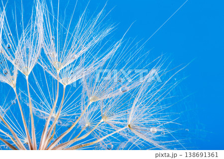 dandelion seeds close up blowing in blue background dandelion seeds close up blowing in blue background 138691361