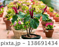 Red trillium flower blooming. Trillium chloropetalum flower with red blossoms and big green leaves 138691434