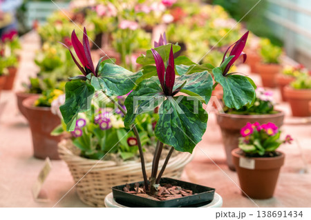 Red trillium flower blooming. Trillium chloropetalum flower with red blossoms and big green leaves 138691434