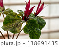 Red trillium flower blooming. Trillium chloropetalum flower with red blossoms and big green leaves 138691435