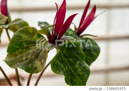 Red trillium flower blooming. Trillium chloropetalum flower with red blossoms and big green leaves Red trillium flower blooming. Trillium chloropetalum flower with red blossoms and big green leaves 138691435