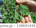 A farmer's hand shows a damaged soybean leaf with Vanessa cardui burdock caterpillar 138691438
