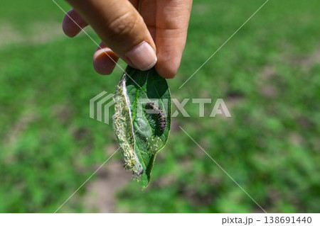 A farmer's hand shows a damaged soybean leaf with Vanessa cardui burdock caterpillar 138691440