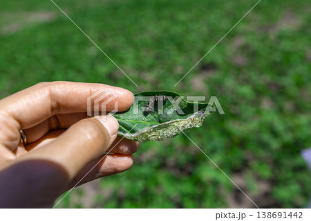A farmer's hand shows a damaged soybean leaf with Vanessa cardui burdock caterpillar 138691442