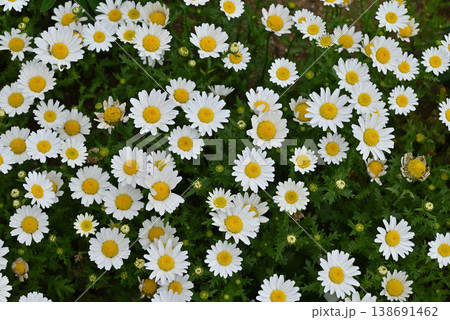 ノースポールの花畑 ノースポールの花畑 138691462