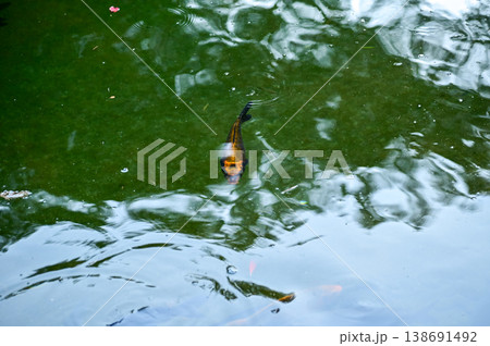 Koi fish or carp fish swimming in a pond. Close-up of group of colorful Koi fish swimming in the pond of a garden. Zen Garden. Animal or pets concept. Koi fish or carp fish swimming in a pond. Close-up of group of colorful Koi fish swimming in the pond of a garden. Zen Garden. Animal or pets concept. 138691492