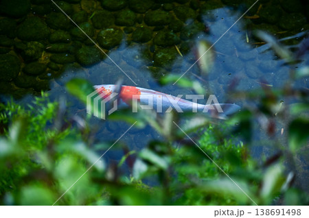 Koi fish or carp fish swimming in a pond. Close-up of group of colorful Koi fish swimming in the pond of a garden. Zen Garden. Animal or pets concept. Koi fish or carp fish swimming in a pond. Close-up of group of colorful Koi fish swimming in the pond of a garden. Zen Garden. Animal or pets concept. 138691498