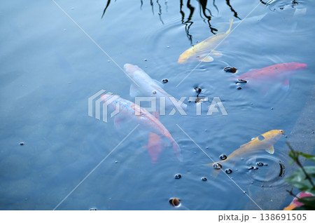 Koi fish or carp fish swimming in a pond. Close-up of group of colorful Koi fish swimming in the pond of a garden. Zen Garden. Animal or pets concept. Koi fish or carp fish swimming in a pond. Close-up of group of colorful Koi fish swimming in the pond of a garden. Zen Garden. Animal or pets concept. 138691505