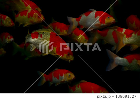 Koi fish or carp fish swimming in a pond. Close-up of group of colorful Koi fish swimming in the pond of a garden. Zen Garden. Animal or pets concept. 138691527