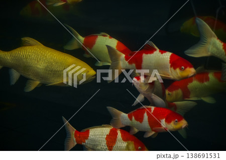 Koi fish or carp fish swimming in a pond. Close-up of group of colorful Koi fish swimming in the pond of a garden. Zen Garden. Animal or pets concept. 138691531
