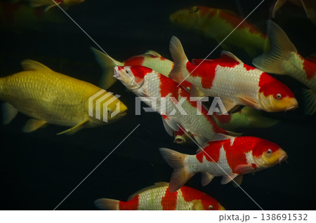 Koi fish or carp fish swimming in a pond. Close-up of group of colorful Koi fish swimming in the pond of a garden. Zen Garden. Animal or pets concept. Koi fish or carp fish swimming in a pond. Close-up of group of colorful Koi fish swimming in the pond of a garden. Zen Garden. Animal or pets concept. 138691532