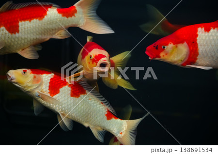 Koi fish or carp fish swimming in a pond. Close-up of group of colorful Koi fish swimming in the pond of a garden. Zen Garden. Animal or pets concept. 138691534