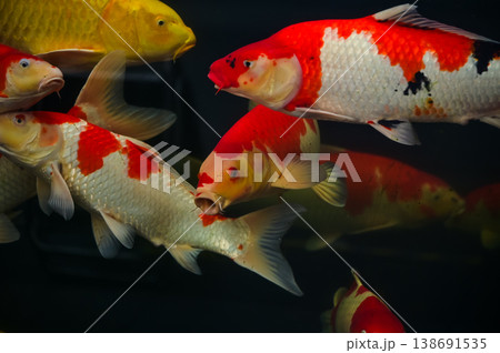 Koi fish or carp fish swimming in a pond. Close-up of group of colorful Koi fish swimming in the pond of a garden. Zen Garden. Animal or pets concept. 138691535