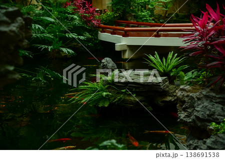 Koi fish or carp fish swimming in a pond. Close-up of group of colorful Koi fish swimming in the pond of a garden. Zen Garden. Animal or pets concept. Koi fish or carp fish swimming in a pond. Close-up of group of colorful Koi fish swimming in the pond of a garden. Zen Garden. Animal or pets concept. 138691538