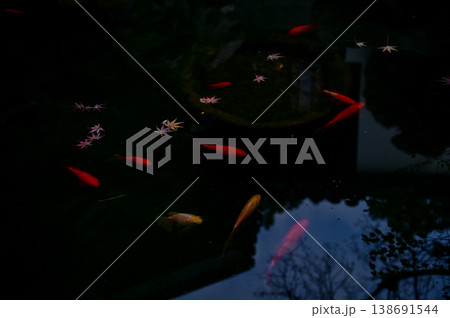 Koi fish or carp fish swimming in a pond. Close-up of group of colorful Koi fish swimming in the pond of a garden. Zen Garden. Animal or pets concept. Koi fish or carp fish swimming in a pond. Close-up of group of colorful Koi fish swimming in the pond of a garden. Zen Garden. Animal or pets concept. 138691544