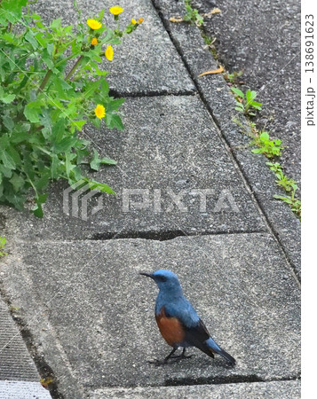 春の庭にやってきたイソヒヨドリ 春の庭にやってきたイソヒヨドリ 138691623