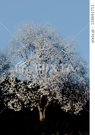 北国岩手でいち早く花を咲かせる白木蓮の花　枝一杯に白い花を咲かせる白木蓮の木 138691751