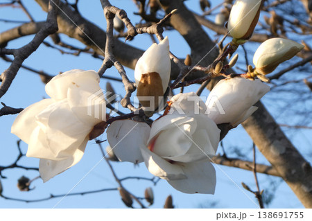 北国岩手でいち早く花を咲かせる白木蓮の花 138691755