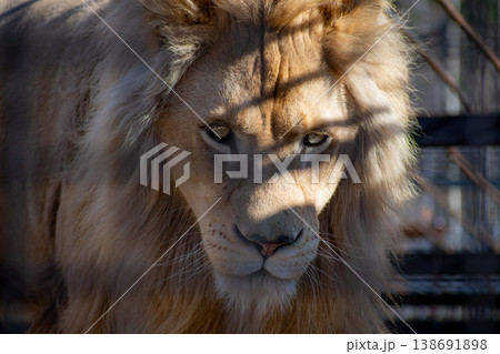 Lion. The King Of Beasts In Captivity. Lion. The King Of Beasts In Captivity. 138691898