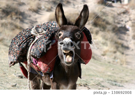 A brown donkey busy braying A brown donkey busy braying 138692008