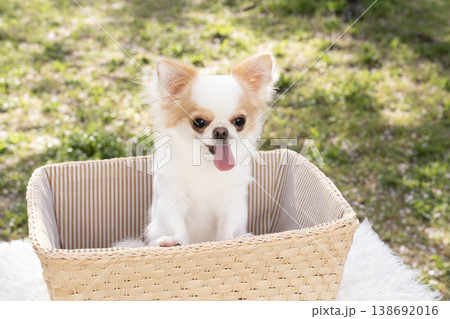 カゴに入って笑うチワワ 138692016