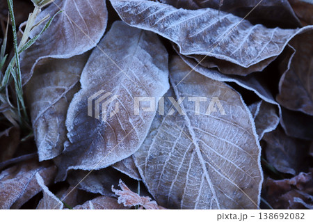 Frost on fallen leaves. Background from autumn leaves. Frost on fallen leaves. Background from autumn leaves. 138692082
