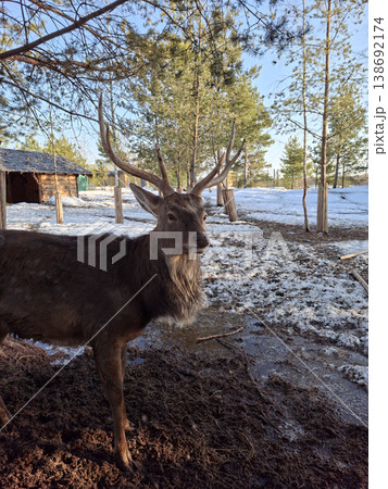 Large deer stag with antlers in a muddy enclosure with melting snow during spring Large deer stag with antlers in a muddy enclosure with melting snow during spring 138692174