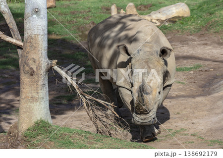 Photograph of a Rhinoceros walking in a field while looking for food 138692179
